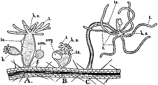 Fig. 8.